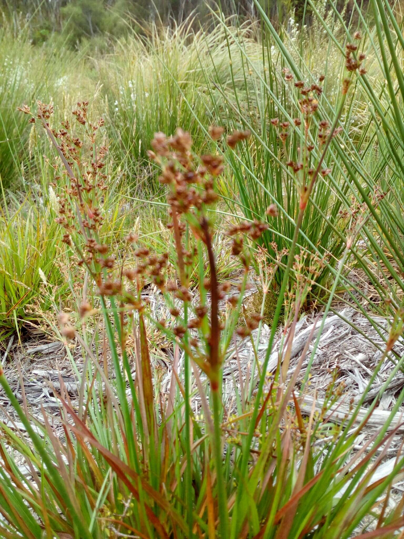 Juncus planifolius R. Br.的圖片