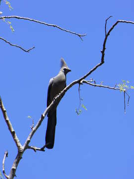 Image of Grey Go-away-bird