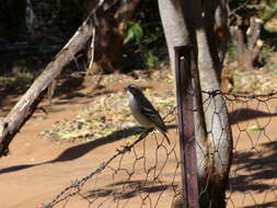 Image of sparrow-weaver