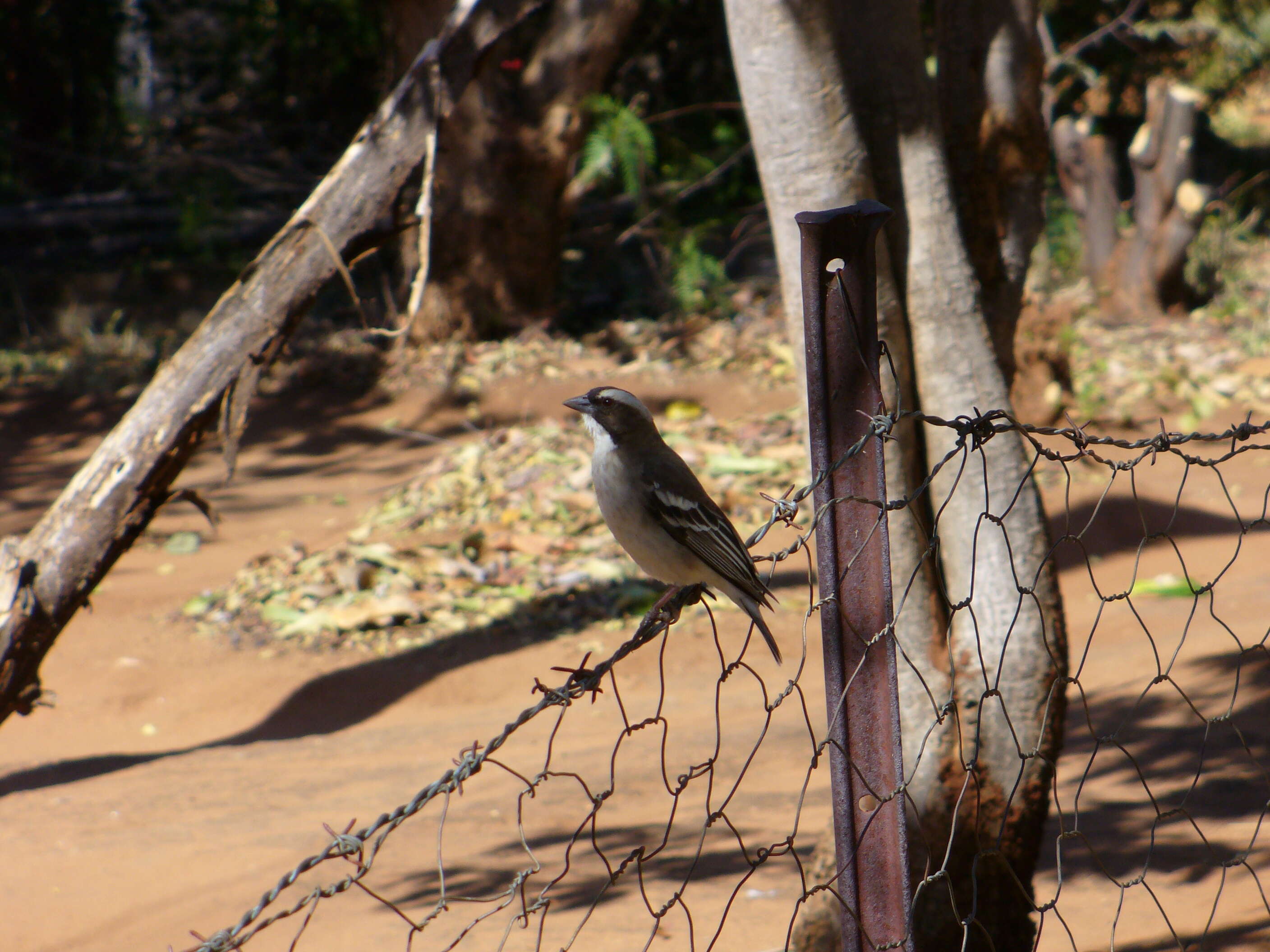 Image of sparrow-weaver