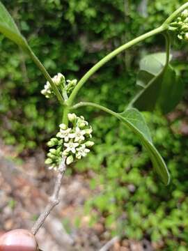 Image of <i>Marsdenia gualanensis</i>