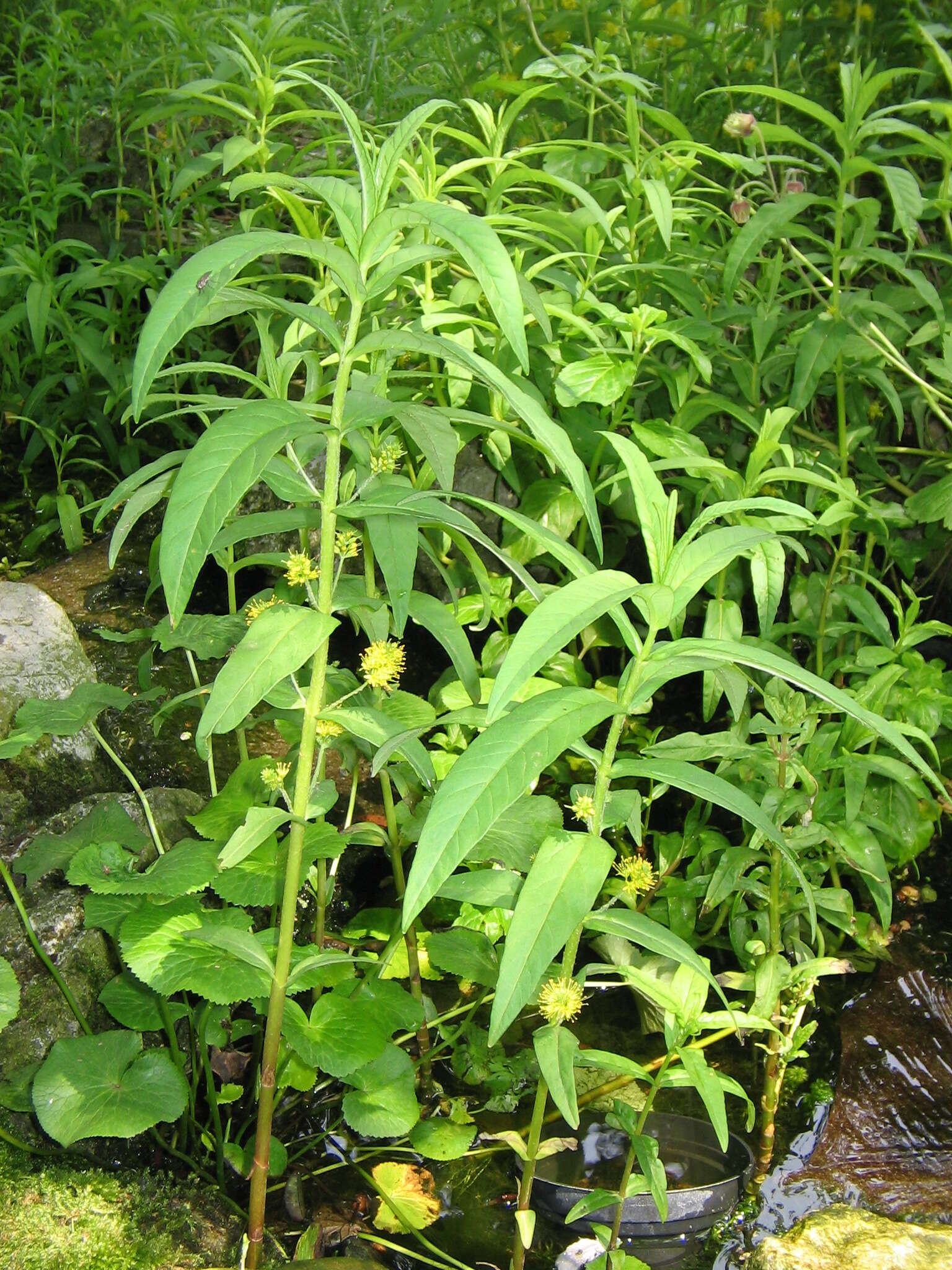 Image of Tufted Loosestrife