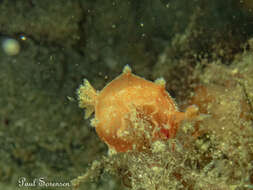 Image of Tasselled nudibranch