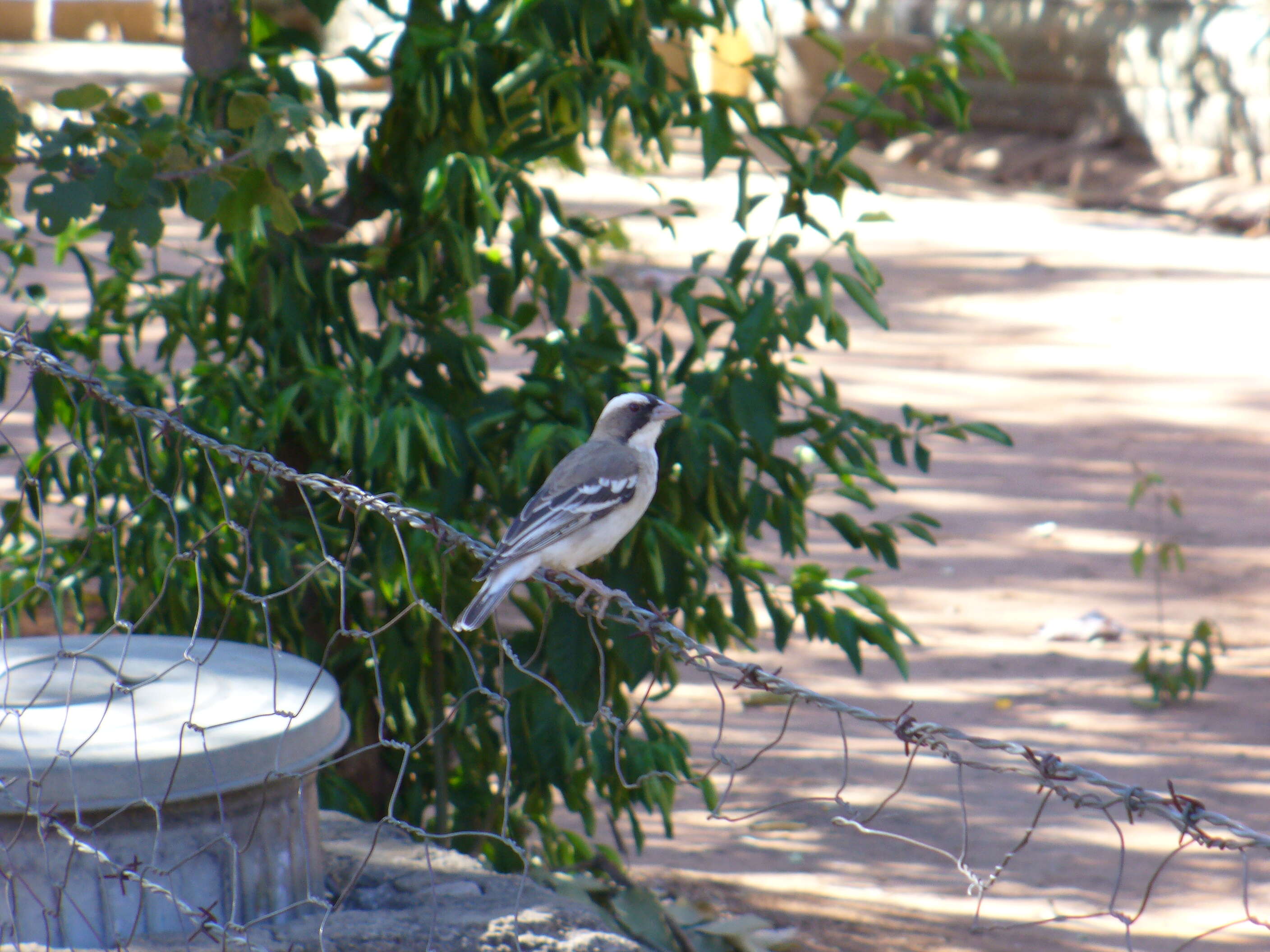 Image of sparrow-weaver