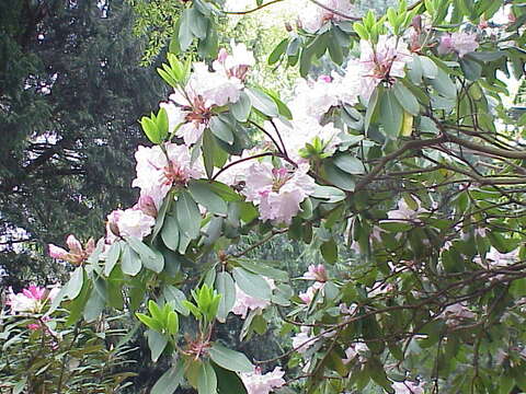 Image of Rhododendron fortunei T. Moore ex Lindl.