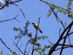 Image of sparrow-weaver