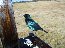 Image of Cape Glossy Starling