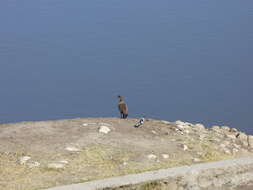 Image of Blacksmith Lapwing