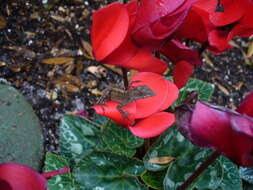 Image of Bahaman brown anole