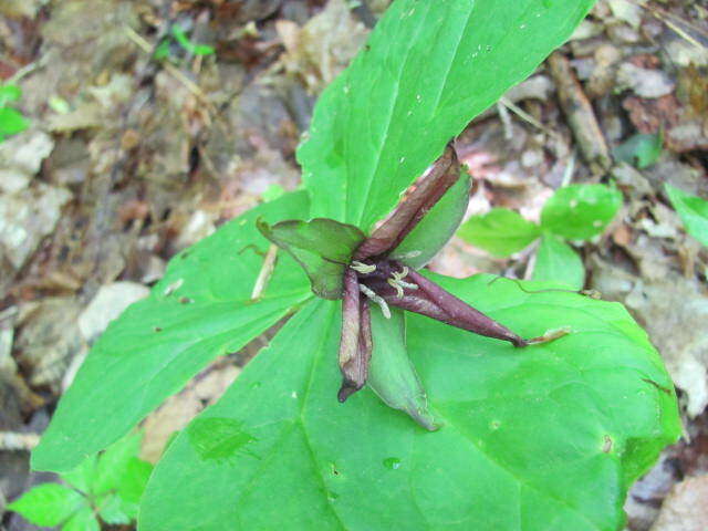 Image of red trillium