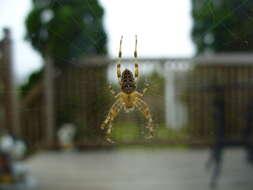 Image of Garden spider