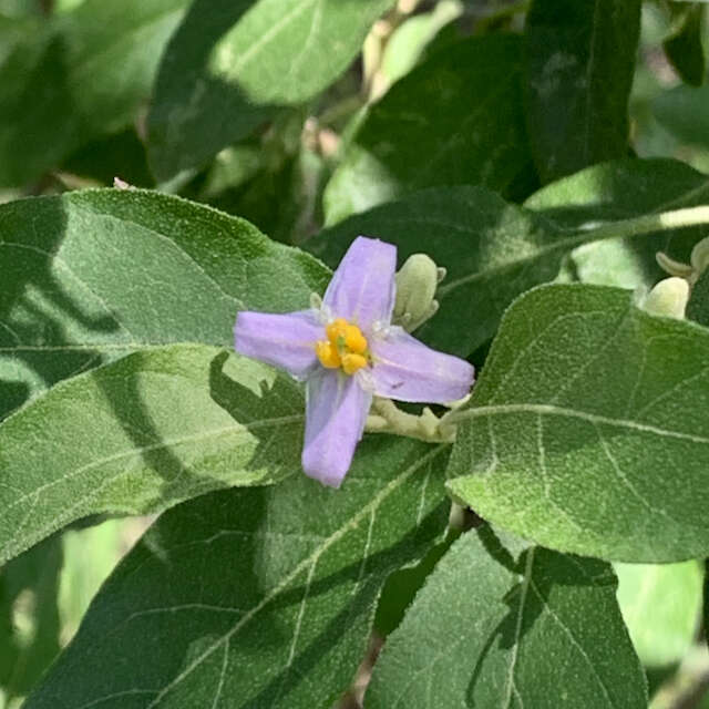 Image of Solanum tettense Klotzsch