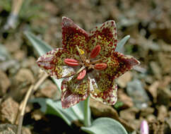 Image of Fritillaria