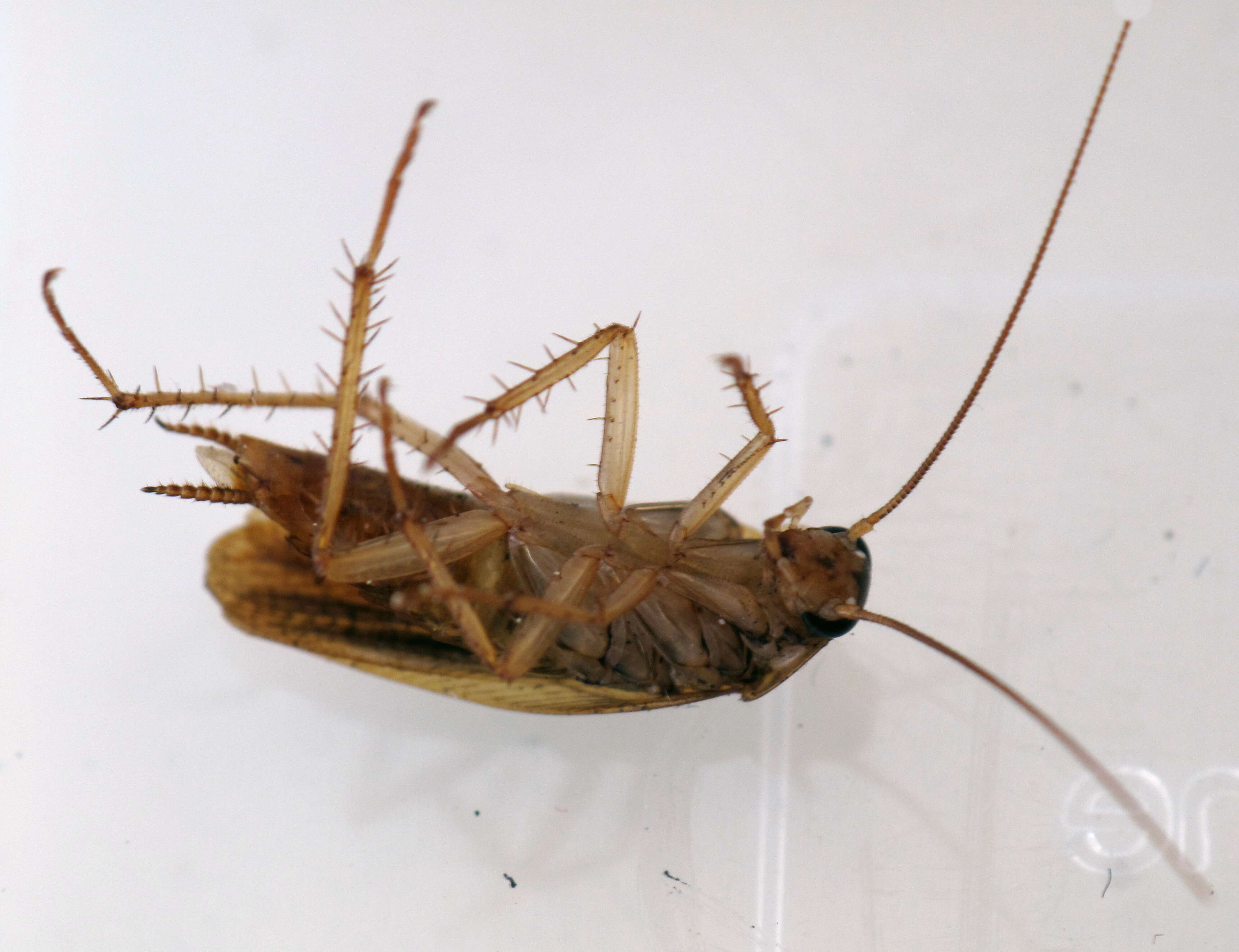 Image of German Cockroach