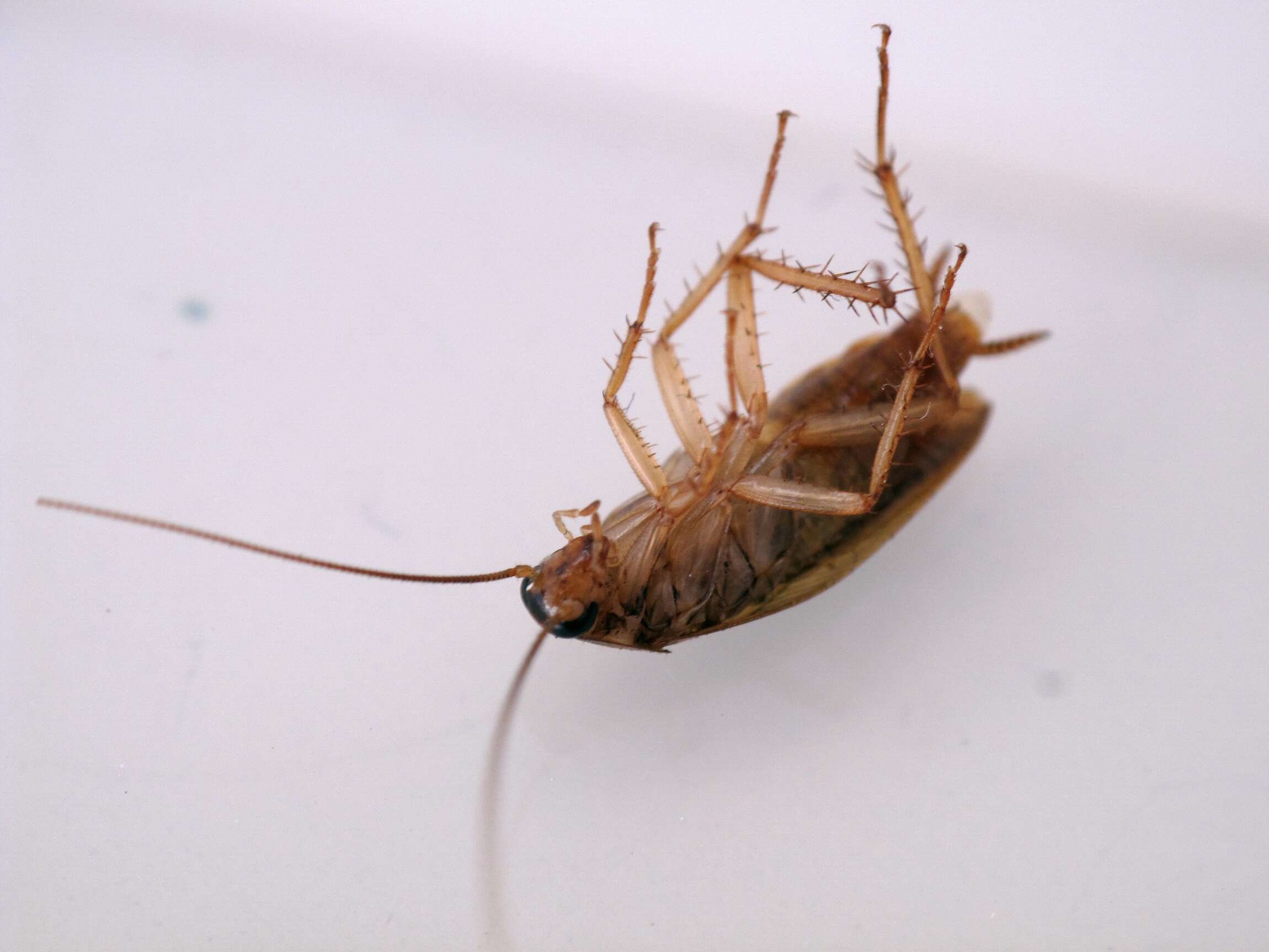 Image of German Cockroach