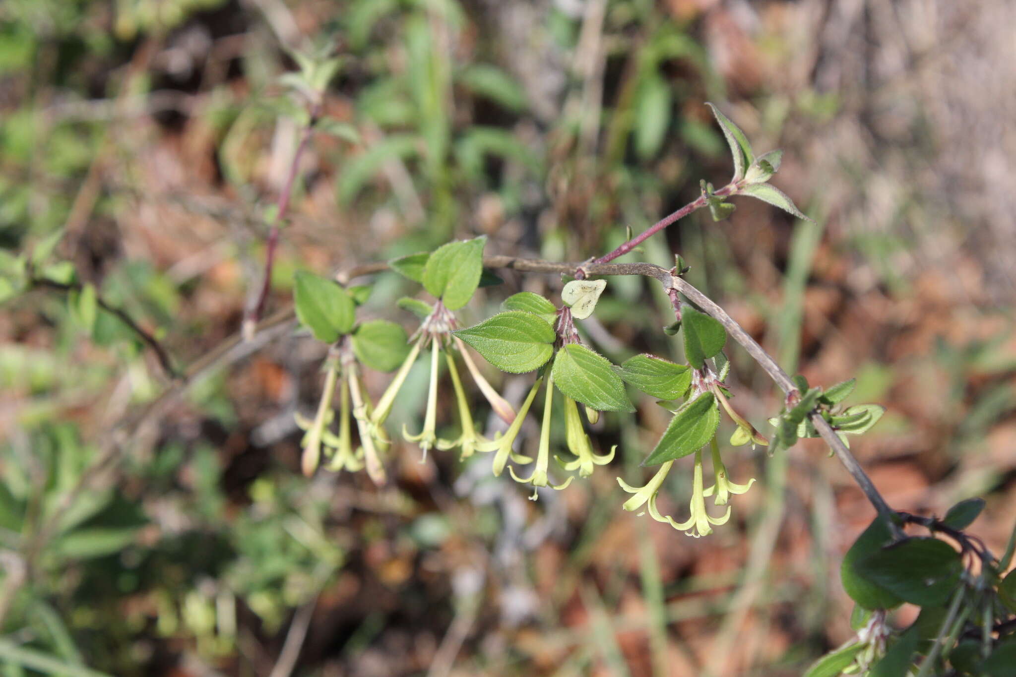 Image of Bouvardia multiflora (Cav.) Schult. & Schult. fil.