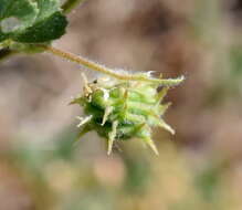 Image of Tifton burclover