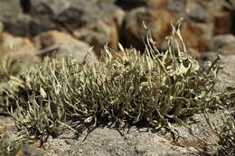 Image of Armored fog lichen