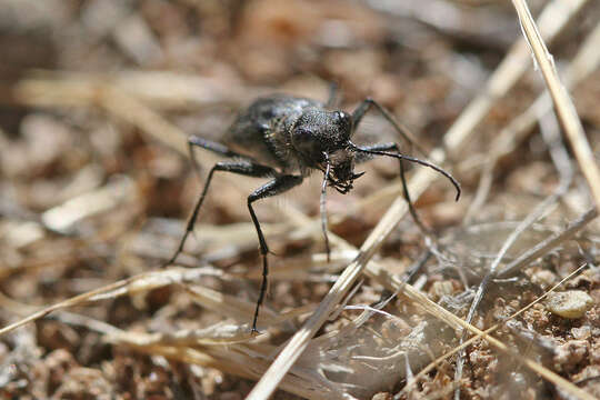 Image of Cicindela (Cicindela) plutonica Casey 1897