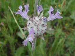 Image of thistle sage