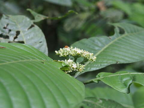 Image of Psychotria limonensis K. Krause