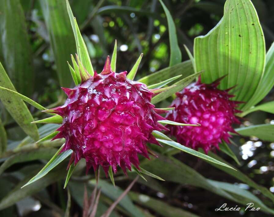 Imagem de Elleanthus capitatus (Poepp. & Endl.) Rchb. fil.