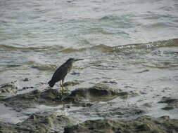 Image of Green-backed Heron