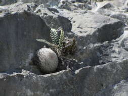 Image of Mammillaria candida Scheidw.