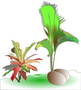 Image of codiaeum
