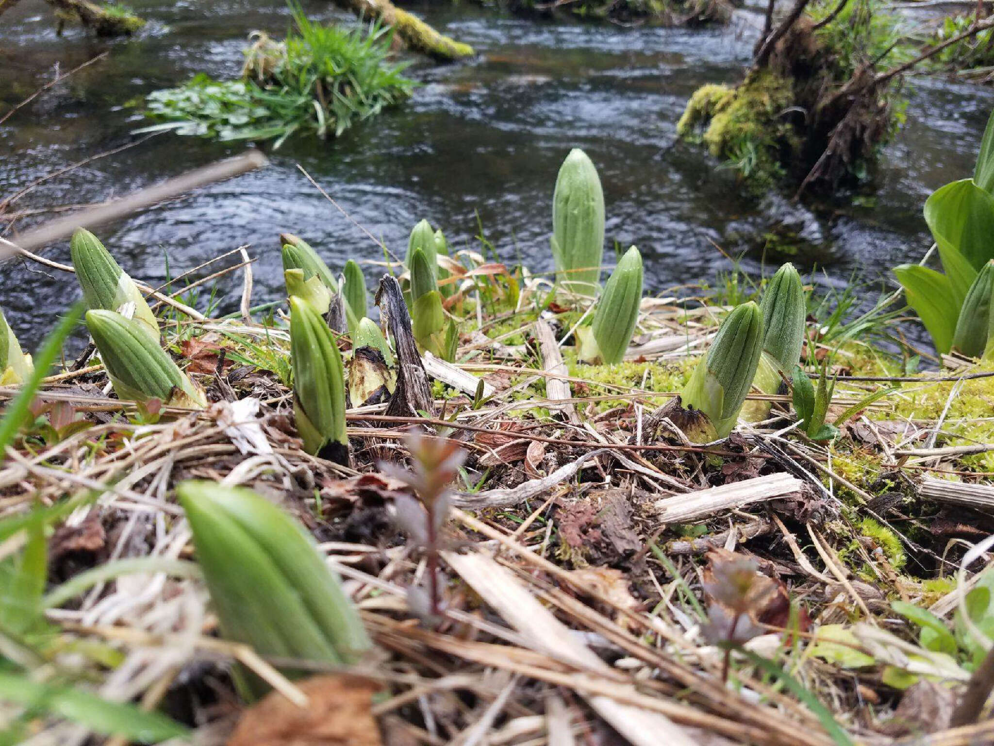 صورة Veratrum californicum var. caudatum (A. Heller) C. L. Hitchc.