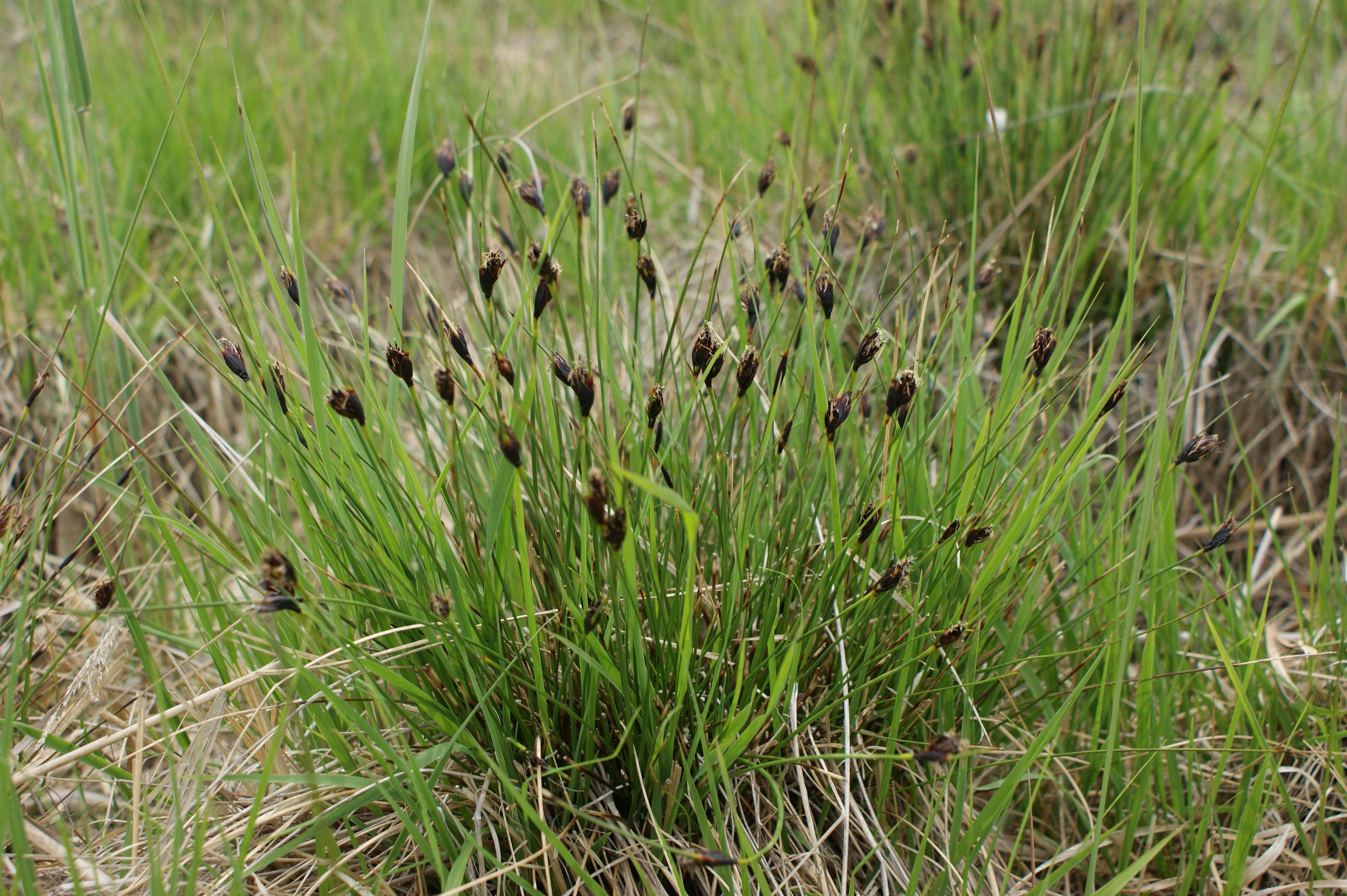 Image of Black Bog-rush