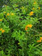 Image of Florida shrubverbena