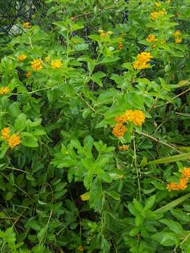 Image of Florida shrubverbena