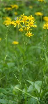 Image of prairie groundsel