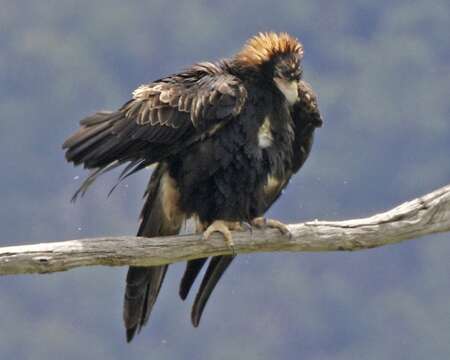 Image of Wedge-tailed Eagle