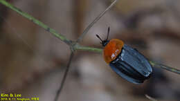 Necrophila (Calosilpha) brunnicollis (Kraatz 1877) resmi