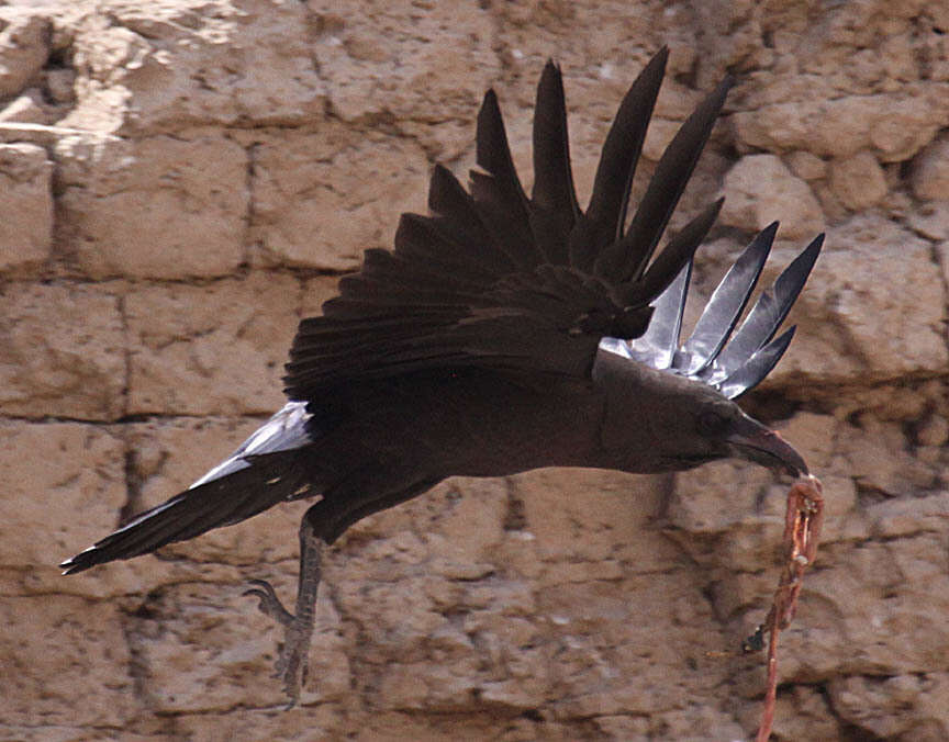 Image of Brown-necked Raven