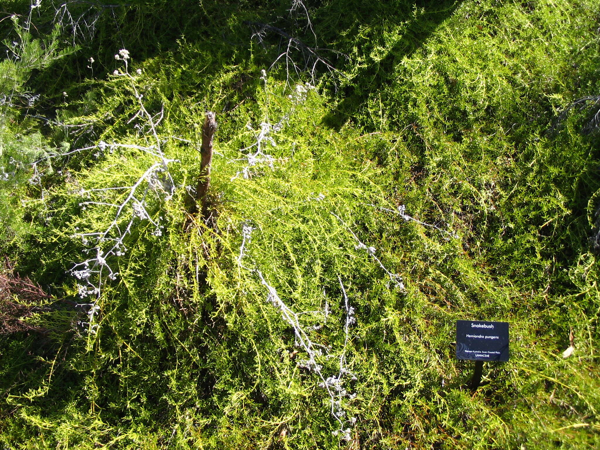 Image of Hemiandra pungens R. Br.