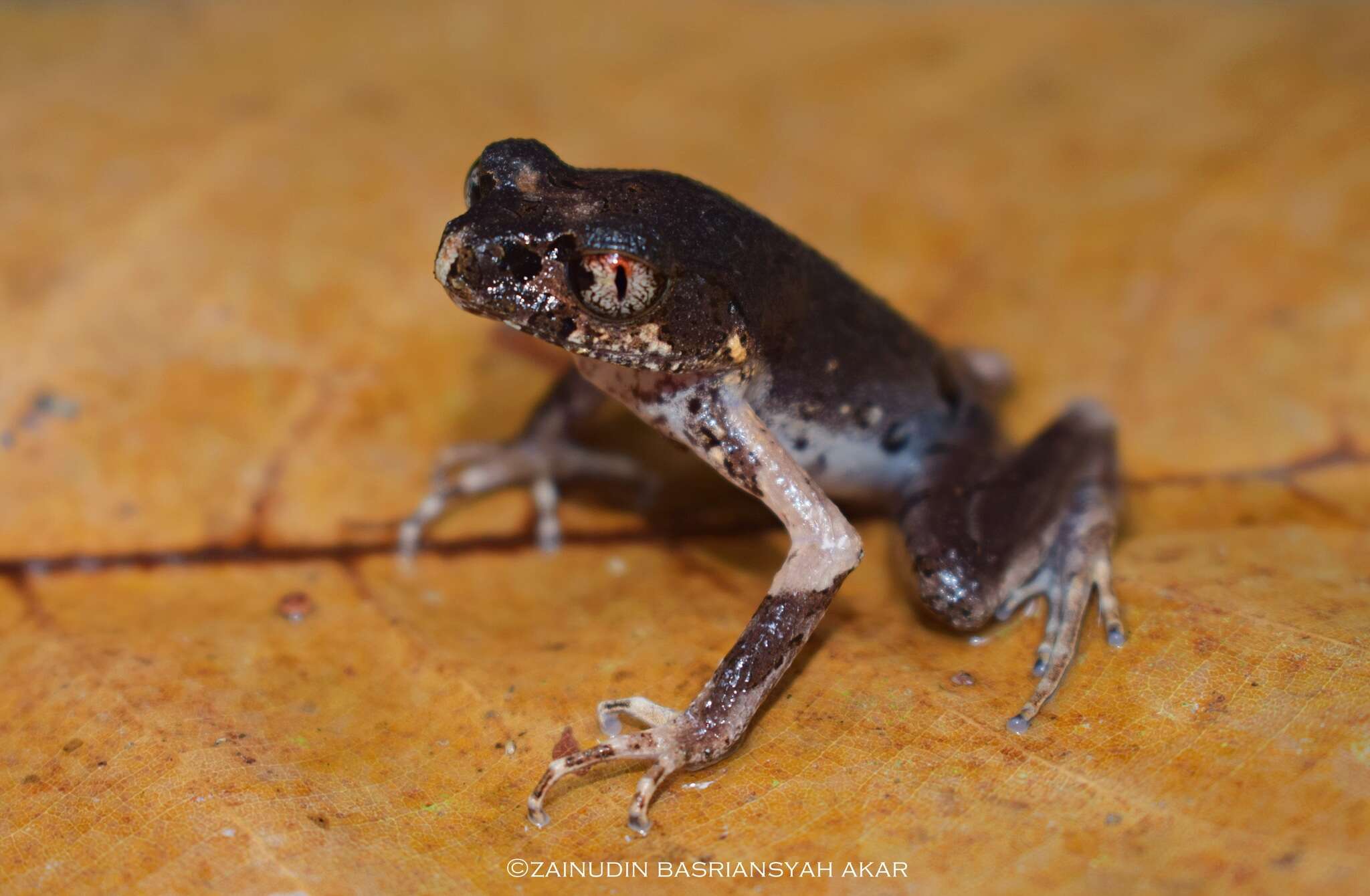 Image de Leptobrachella fritinniens (Dehling & Matsui 2013)