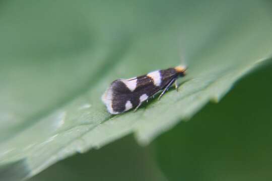 Image of Alloclemensia mesospilella (Herrich-Schäffer 1854)