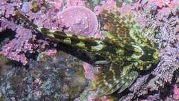 Image of Lesser sculpin