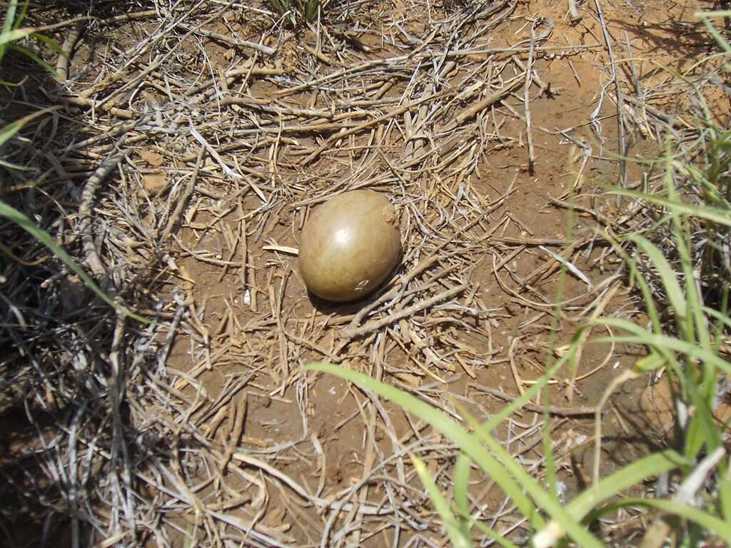 Image of Australian Bustard