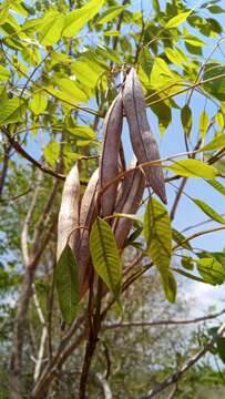 Image de Stereospermum euphorioides (Boj.) DC.