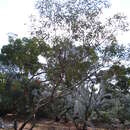 Image of Eucalyptus roycei S. G. M. Carr, D. J. Carr & George