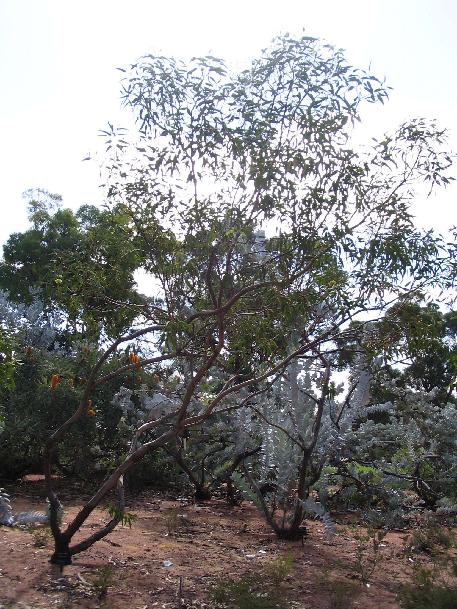Image of Eucalyptus roycei S. G. M. Carr, D. J. Carr & George