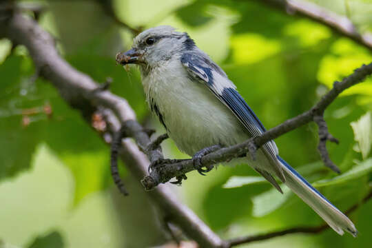 Image of Azure Tit