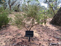 Hypocalymma xanthopetalum F. Müll. resmi