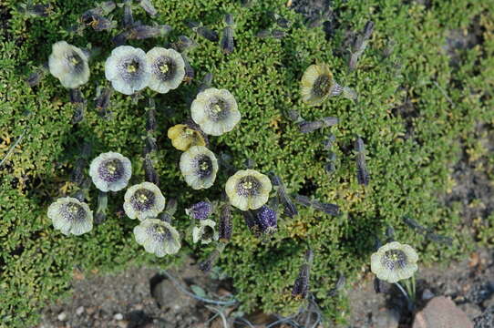 Image of Fabiana australis Alaria