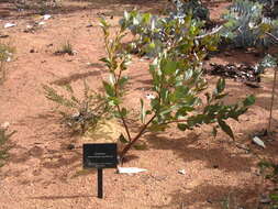 Image of pear-fruit mallee