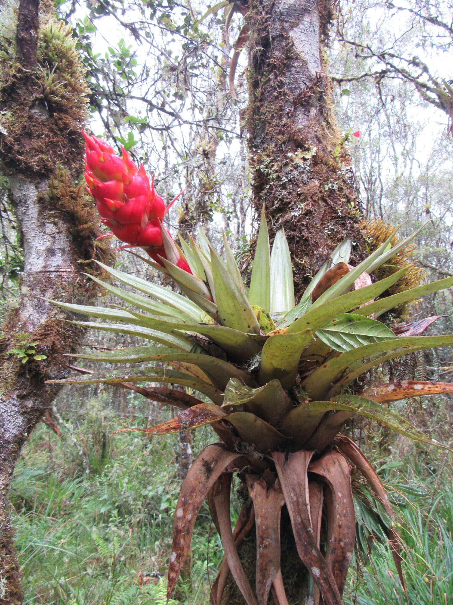 Tillandsia turneri Baker resmi